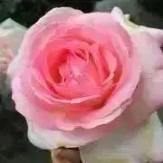 ナタリーの画像