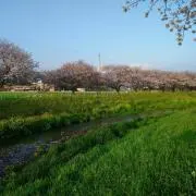 白ちゃんの画像