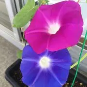 ぱちぱち