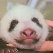 りぼんたたたんの画像
