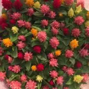 花水木