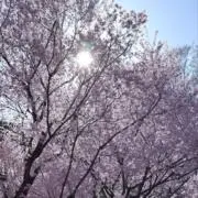 ミ・◦・ミの画像