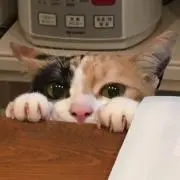ビビの画像