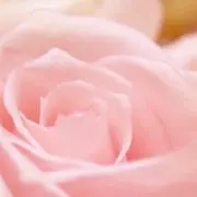 あちゃの画像