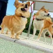 ラオぱぱ