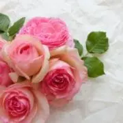 rose ⁑の画像