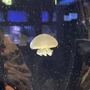 まぐろ