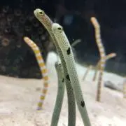 じえもんきょうの画像