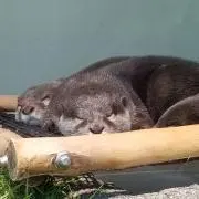 菜摘♪の画像