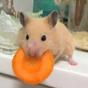 りゅう