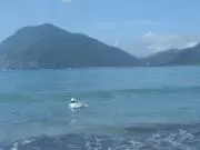 せふぃの画像