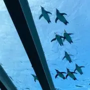 バムセの画像