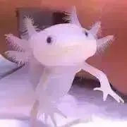 うぱまる※即購入⭕️の画像