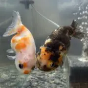 たかたかの画像