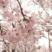 さくらの画像