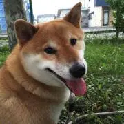 ひまわり