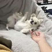 ゆいかの画像