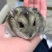 しゅん