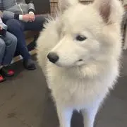 アサヒカワの画像