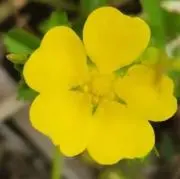 みかん