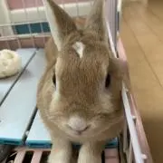 あみすけ
