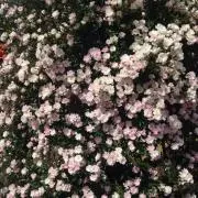 メロの画像
