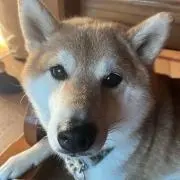 よっち733