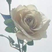 nonの画像