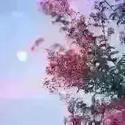 aaaco.の画像
