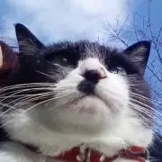 ぶんの画像