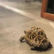 ゆっけ
