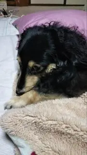 Tiaraの画像