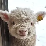 sheep♪の画像