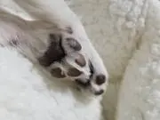 ポチヤの画像