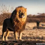 Lionの画像