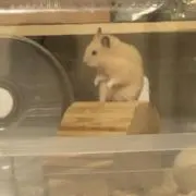 はるの画像