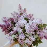Bouquetの画像