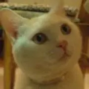 鹿特