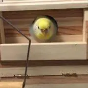 つづ