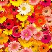 fashion♡の画像