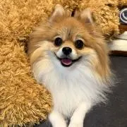あきの画像