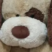 わんこの画像