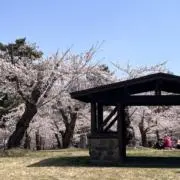ひまわりの画像