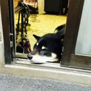 まつり