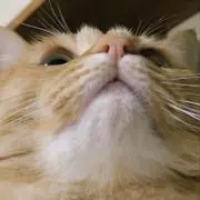 prの画像