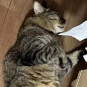 しもカスの画像