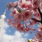Tの画像