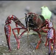 ザリガニの画像