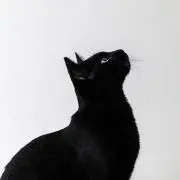 ｔ