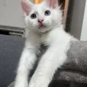 ちきんの画像